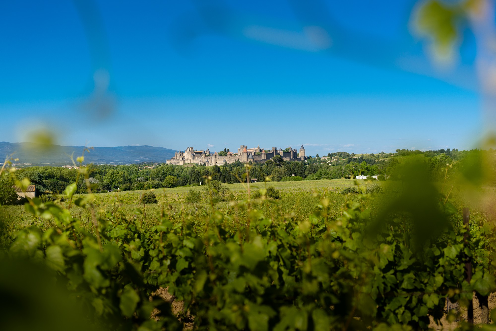 carcassonne vigne vincent photo